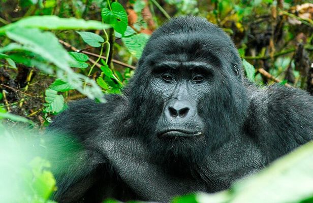 3-Day Gorilla Trekking Safari in Uganda