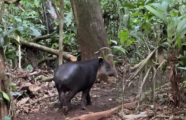 Rainforest Night Tour at Tapir Home Bijagua
