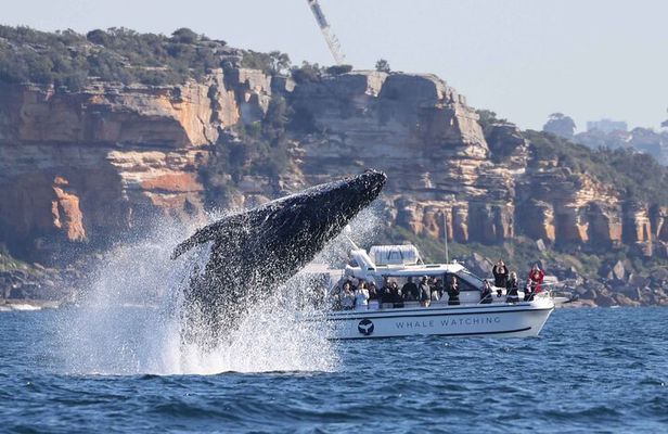 Whale Watching Boat Trip in Sydney