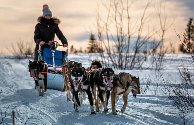 Overnight Dog Sledding Adventure