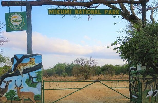 Mikumi National Park Day Trip Safari
