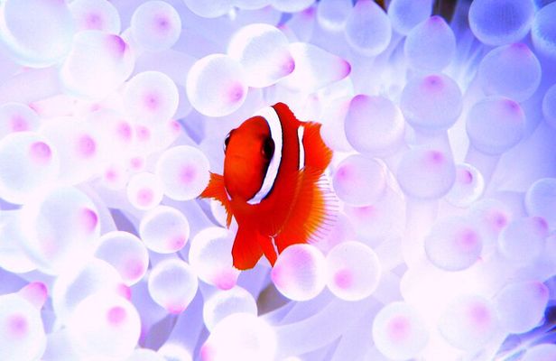 Okinawa: Naha: 1 day Kerama Islands experience diving/snorkeling