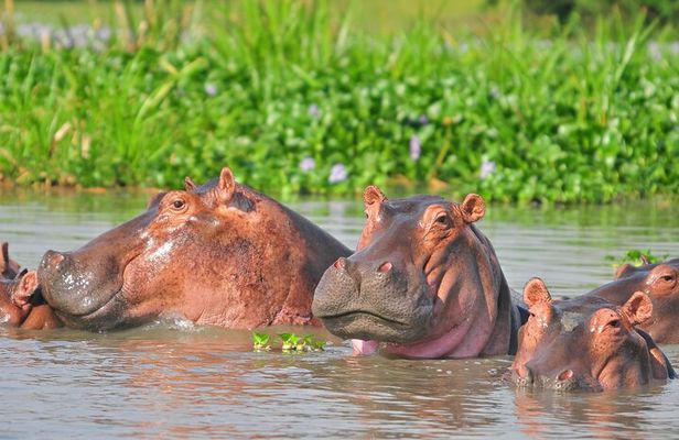Murchison Falls 3 Day Tour with Private Transportation