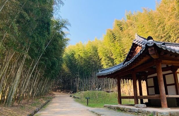Damyang Bamboo Forest Tour (Private)