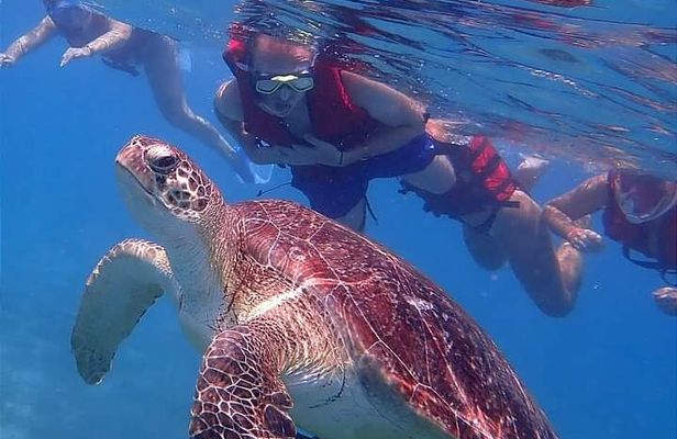 Marsa Mubarak Snorkeling with Turtles & Dugongs from Marsa Alam