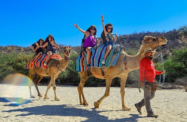 The Ultimate Camel Safari Experience in Los Cabos