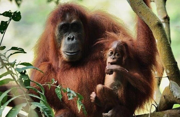 3 Days Orangutan Sumatra Jungle Trekking with Rafting