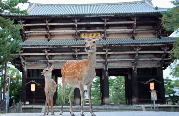 Perfect Nara Park Half-Day Bus Tour with English Speaking Guide