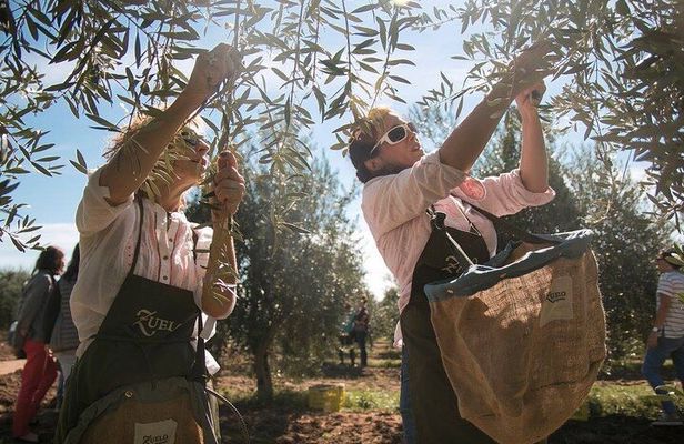 Classic Mendoza wineries with private lunch