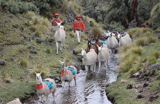 Cultural Multi Day Tour from Lares to Machu Pichu with Llamas