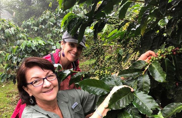 Uvita Coffee Tour