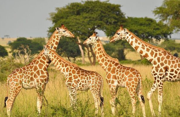 Private Tour In Giraffe Centre in Nairobi