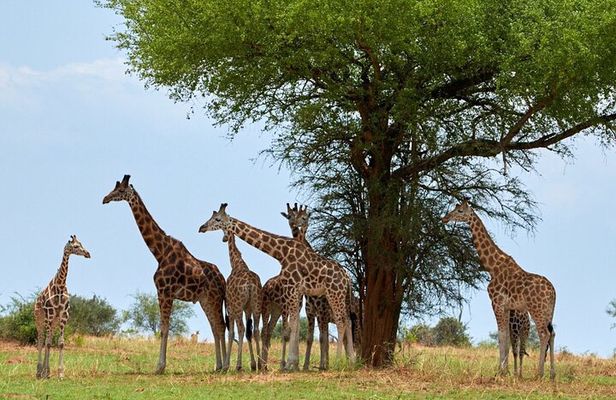 Private Tour to Giraffe Centre Adventure 