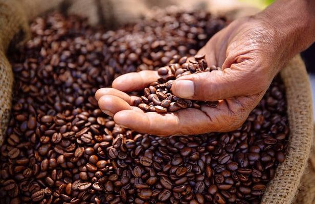 Kenyan Coffee Farm Tour