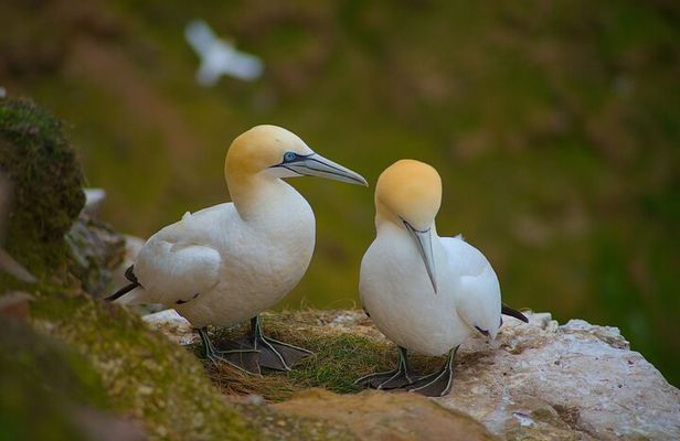 From Inverness: Whisky, Wildlife and Coasts Tour