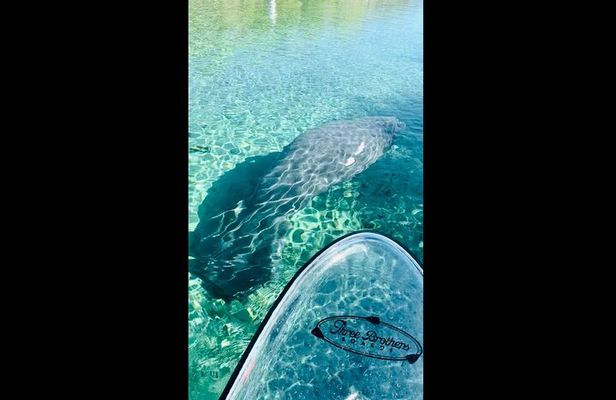 Manatees, Monkeys and Florida Natural Spring Adventure Tour