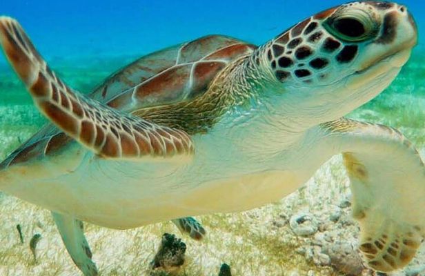 Half Day Semiprivate Snorkeling with Turtles and Majestic Cenote
