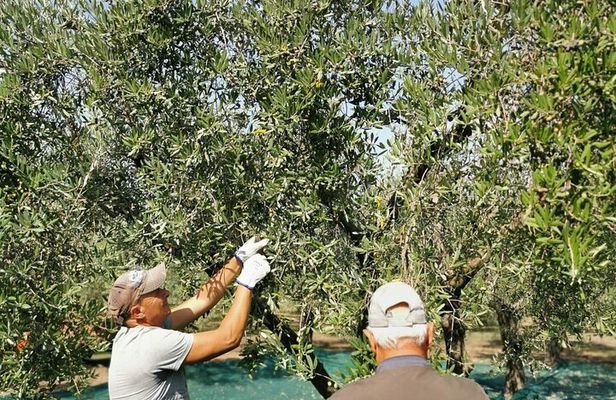 Olive harvest, visit to the oil mill and typical lunch 