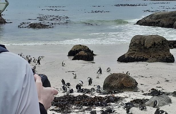 Table Mountain, Penguins, Cape of Good Hope: Private Tour