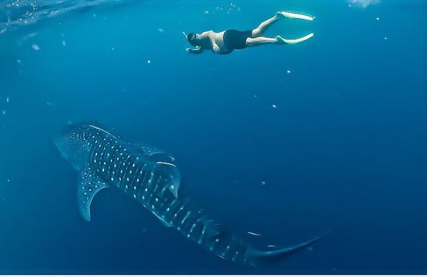 Sailing Flores to Lombok 5 days 4 Nights All Inclusive Trip