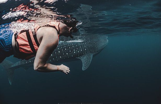6 Hrs Whale Shark Private Watching Activity in Isla Mujeres