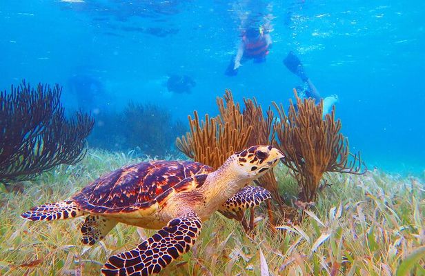 Coral Reef Snorkeling Expedition from Cancun with Beachside Lunch