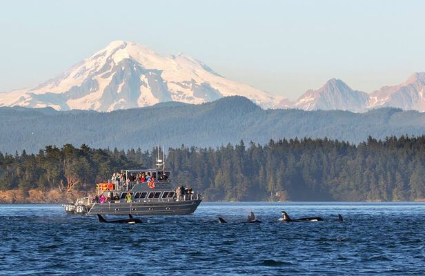 Whale Watching + Deception Pass Tour from Seattle