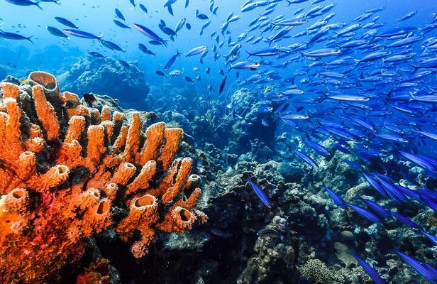 Private Aquafari Tour in Curaçao from Willemstad