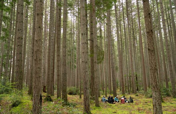 Bainbridge Island Serenity Forest Hike & Cultural Landmarks Tour
