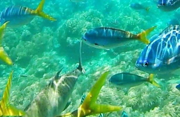 Glass Bottom Boat Water Activity in Montego Bay Jamaica