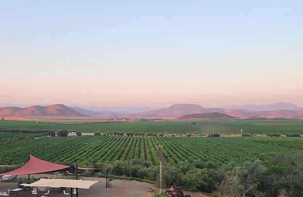 Valle de Guadalupe Wine Trail: Wine Tastings Included