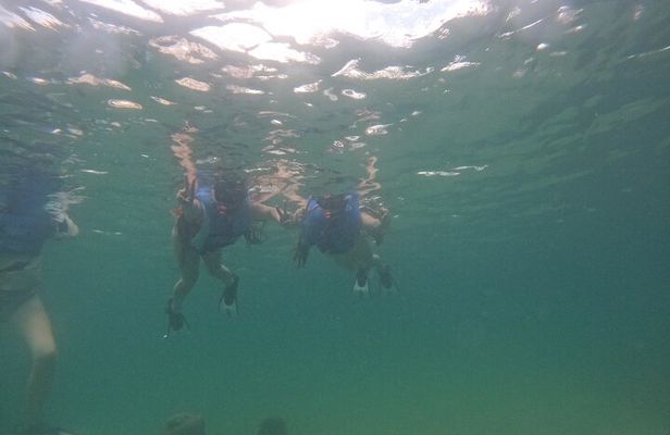 San Juan Turtle Spotting Snorkel Adventure with Videos