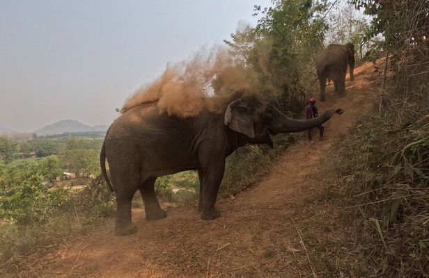 Half-day elephant care program at CHIANGMAI ELEPHANT CARE