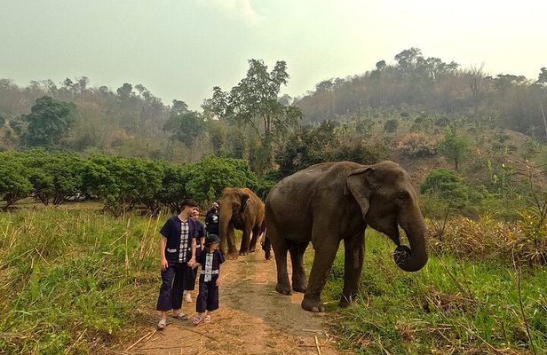 Elephant care program at Chiangmai Elephant Care