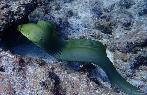Key Largo Coral Reef Half Day Snorkel Trip