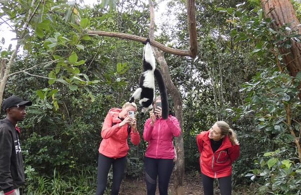 Tsingy-Baobab Avenue-Andasibe