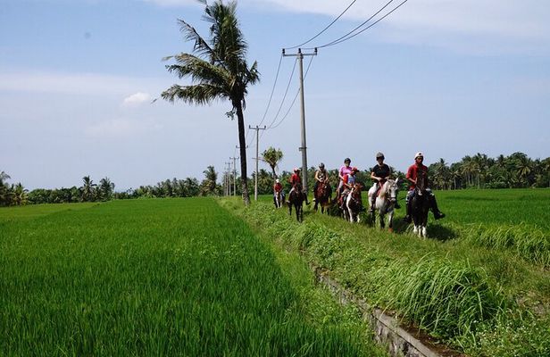 Bali Horse Riding on the Ricefields & Beach