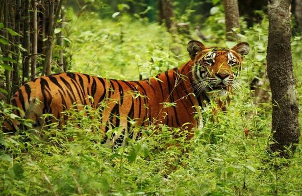 Half Day Private Jeep Safari in Chitwan National Park