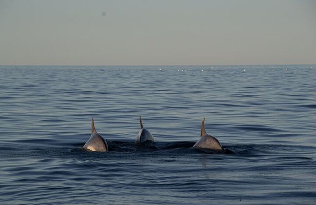 Pula: Private Golden Hour Sail - Dolphins, Drinks & Brijuni Views