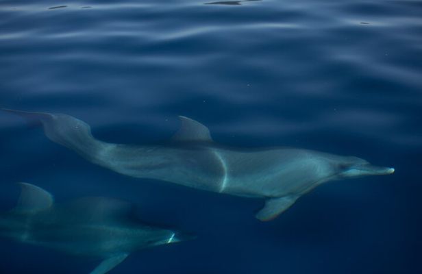 Pula Sunset Cruise: Brijuni Views, Drinks, Romance (Max 6 Guests)