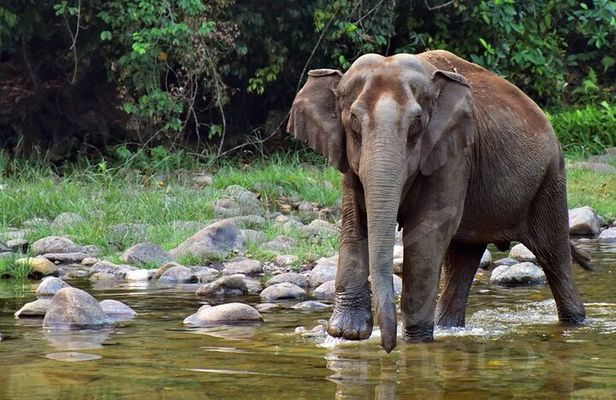 Private Half Day Anakulam Jeep Safari from Munnar