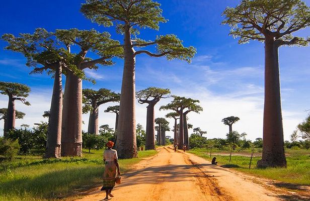 15-Day Private Photography Tour in Madagascar