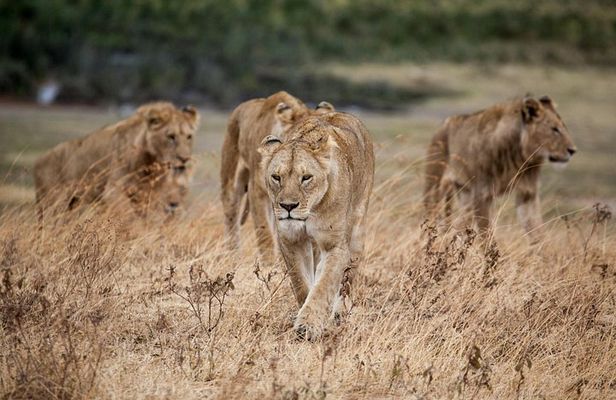 5-Day affordable Tanzania safari with extra activities