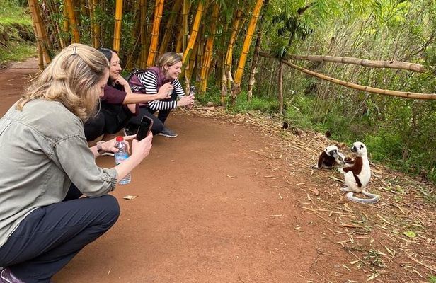 Antananarivo: Lemurs Park & City Tour