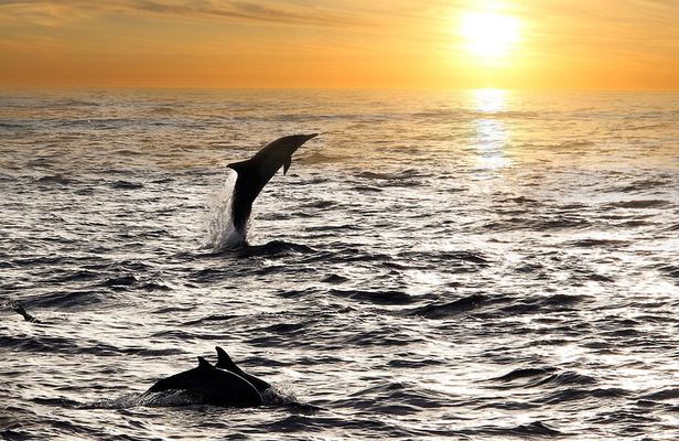 2-Hour Dolphin Guided Safari NP Brijuni from Fazana