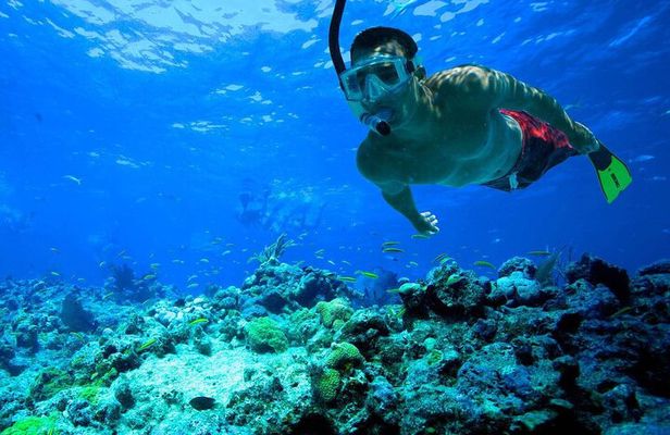 Snorkeling: Ras Mohamed & White Island With Lunch And Drinks