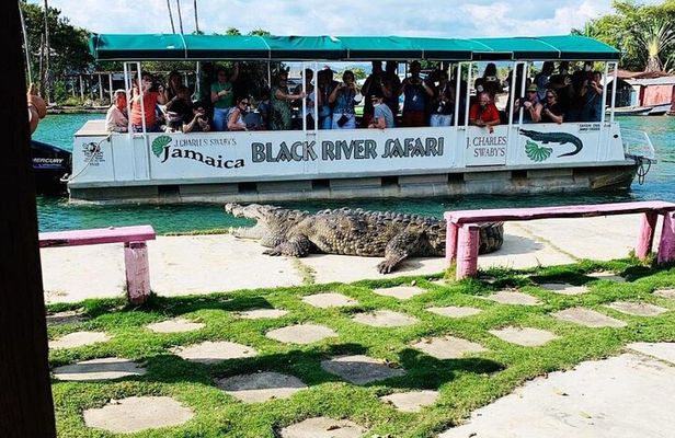 Black River Safari Guided Tour & YS Falls Daytrip with Transfers