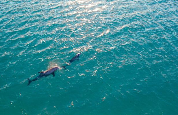 Golfo aranci : Dolphin spotting and snorkling in a dinghy