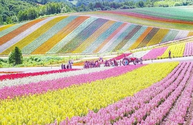 Shikisai-no-Oka and Furano Tour with buffet lunch from Sapporo