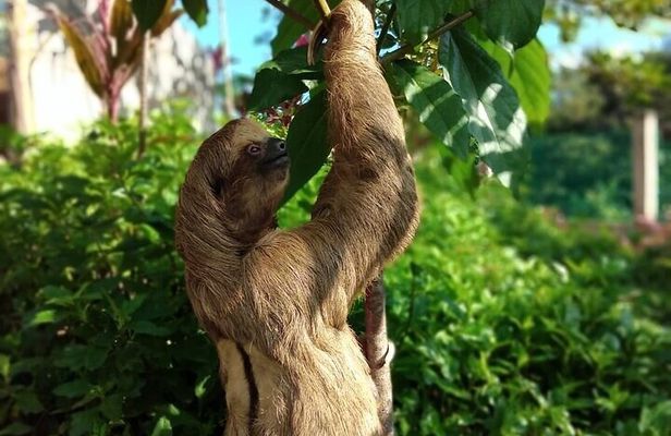Manawakie Park Roatan with Zipline and Beach Break